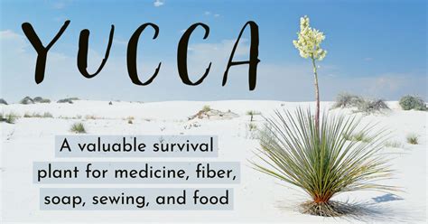 Yucca! De Verslavende Vezel Met Een Onverwachte Toepassing in de Voedingsindustrie