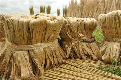 Jutevezels: De ongetemde krachtpatser van de natuurlijke wereld!